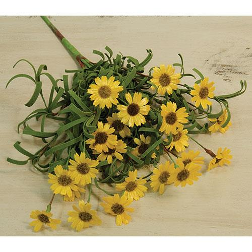 Mini Mountain Daisy Bush - Yellow, 18"