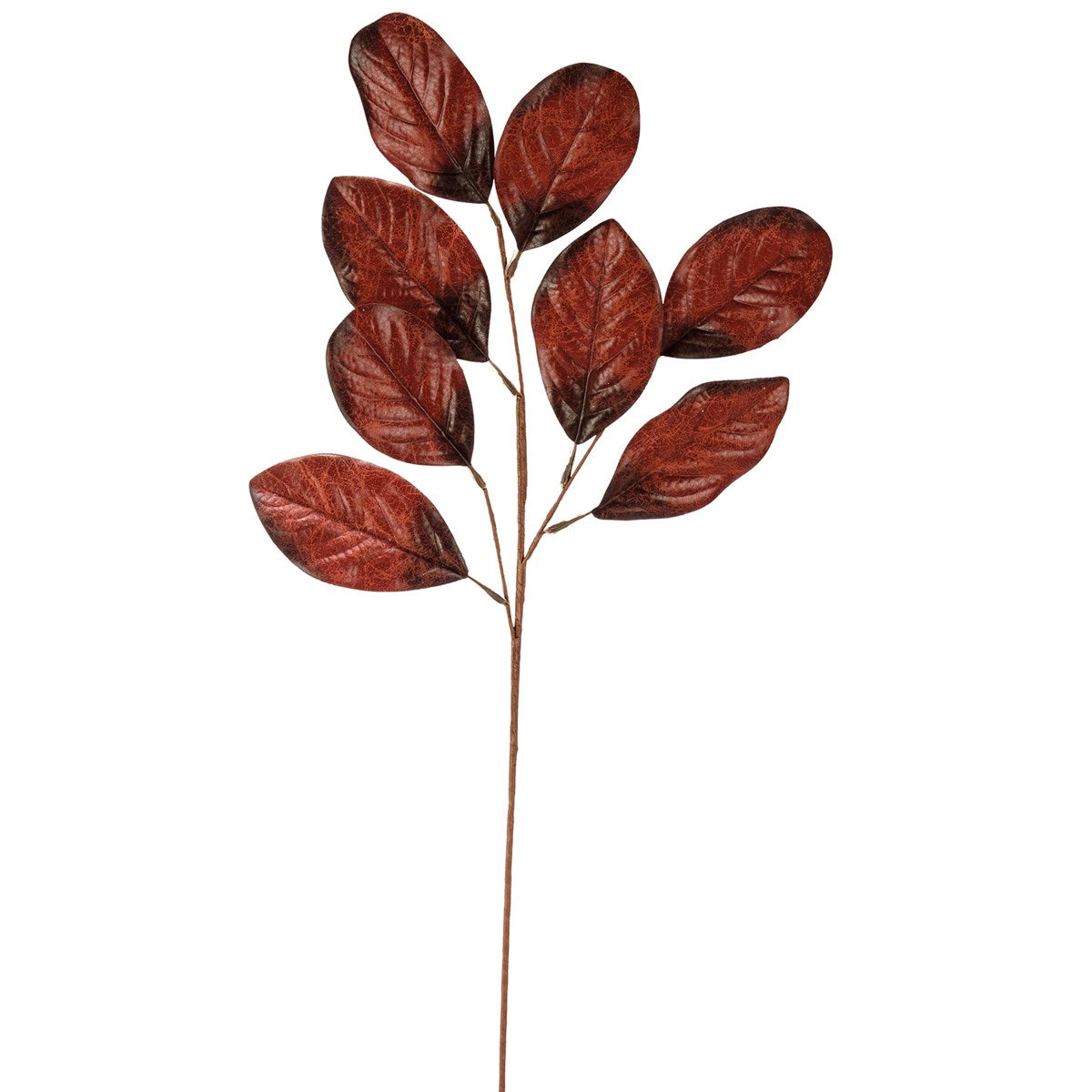 Burgundy Rubber Plant Pick