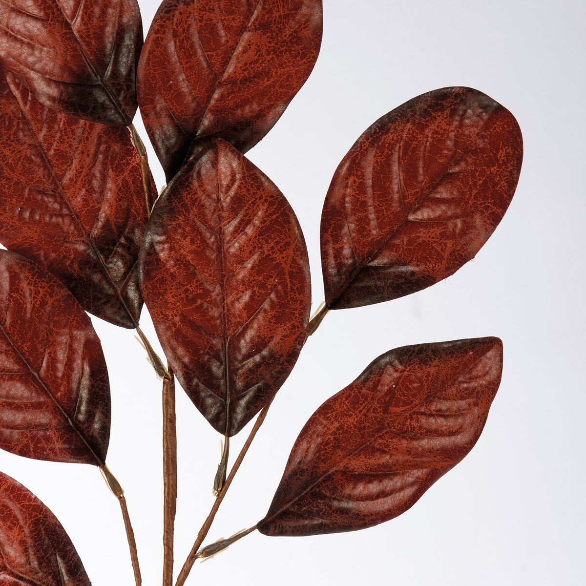 Burgundy Rubber Plant Pick